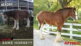 Clydesdale Horse Rescue! - Oliver's Unbelievable Transformation!!!