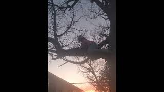 Just A Fox Climbing A Tree.