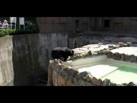 うろうろして水を飲む熊@札幌円山動物園