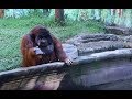 Orangutan Asks for Banana Then Throws Back Peel