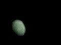 Grey Alien Captured in Brazil