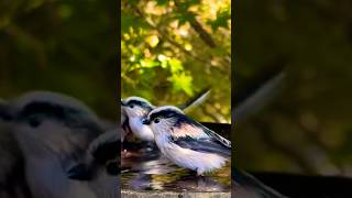Cute White S Bathing