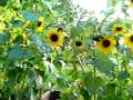 My Sunflower Garden