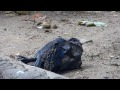 Crow rescue