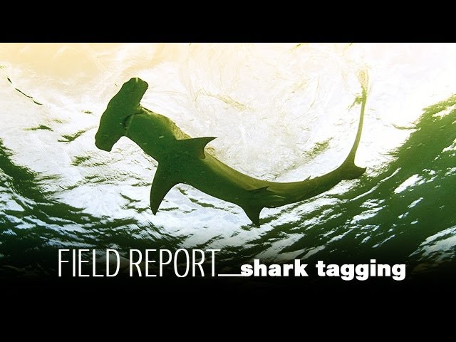 Shark Satellite Tagging - Berry Islands, Bahamas
