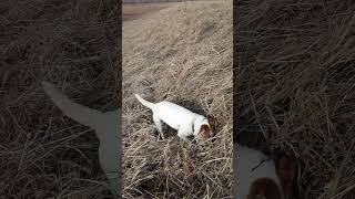 Rasc The Rat Killer Digging Up A Badger Video 2