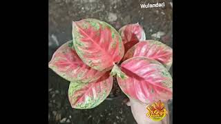 Aglaonema Wulandari Terjual