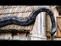 Being Ambushed By A Giant Snake | Anaconda 3: Offspring