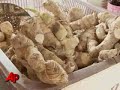 damdocvoco - Đấm bốc với rắn hổ mang