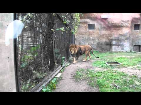 旭山動物園　ライオン