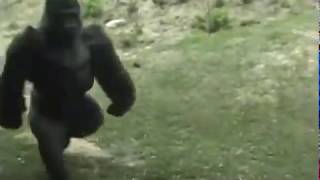 Tuvalete Yetişmeye Çalışan Goril