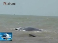 image Ikan Paus Terdampar Dipantai Pakisjaya Karawang
