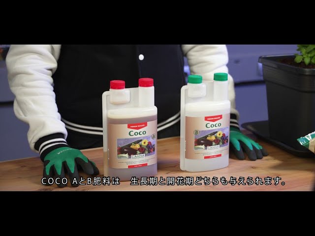 Watch (日本/Japanese) COCO A/B ココAとBの使い方 on YouTube.