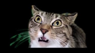 Cats Who Say No A Compilation