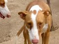 Auruna: DUO-Ibiza Tierhilfe Tierschutz Tierheim Hu