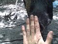 Tame Wild Boar  "Elwood" - Lost In The Wilds Expeditions starts a foundation...