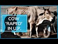 Man rapes cow in UP's Lucknow, caught on CCTV, arrested, say police