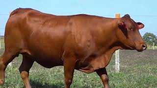 Lote 15 Brs 360