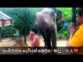 Elephant 🐘 Maddu Worships Kebiliththa Temple | කැබිලිත්ත පුදබිම සුරකින විස්මිත හස්තියා මද්දු