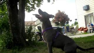 Pit Bull Attacks Rope