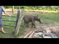 Baby elephant frightened goat