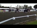 After Midnight, KWPN (Special D x Fairplay) Hickstead Dressage Masters