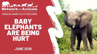 REVEALED: Zimbabwe is now sending baby elephants to Pakistan!