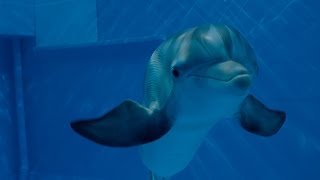 Dolphin Tale 2 - Official Main Trailer Hd