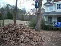 big jump into leaves