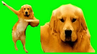 Green Screen Koto Nai Dancing Dog Meme (Extended, Sharp Color/Res)