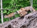 RED FOX FAMILY FEUD