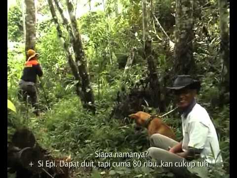 BABI VS ANJING (akumassa Padangpanjang | 2009 | 13 34 | Subteks...