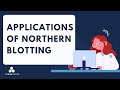 Applications of Northern Blotting​