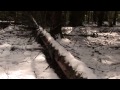 Taiga
