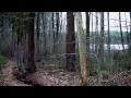 Taiga