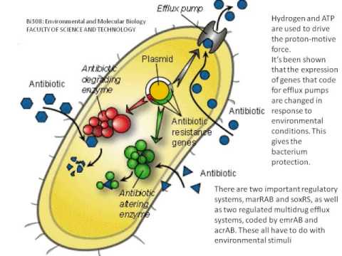 coli resistance antibiotic escherichia phenotype