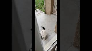 Chat Lhomme,Chat Bate Md La Propriétaire Du Chat.. Je Suis Un Homme Libre Je Fais Ce Qui Me Plaît.