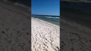 Millions Of Dead Fish, Etc In Two Days19