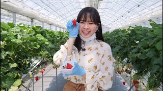 All You Can Eat Strawberry Picking at JR Fruits Park, Japan