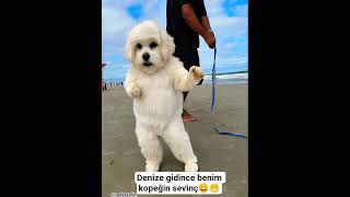 Dans Eden Köpek