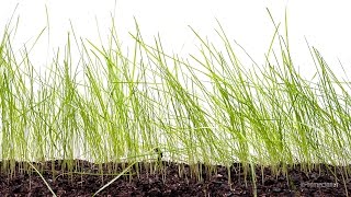 Grass Seed Germination and Grass Growing Time Lapse