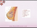 Breast Enhancement Cream - Breast Firming Cream - Breast Enhancement - Bosom Blossom