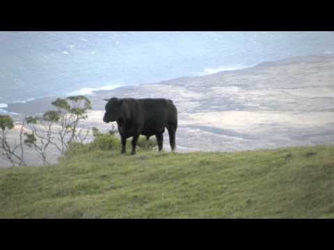 Feral Cow