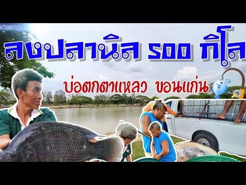 EP2. อาชีพรถส่งปลา |ลงปลาบ่อตก500กก."