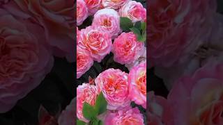 The Beauty Of Rose Flowers Farm Beautiful Pink Rose Flowers 164