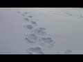 BIGFOOT HUNTERS MOVIE PREVIEW!  MUST SEE!  REAL!