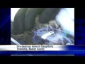 Firefighters Save Cat At Scene Of Beaver County Fire