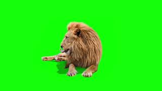 Green Screen Lion King Roar Animals Video