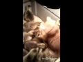 The Kitten & The Ducklings / Нападение Хищника