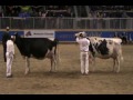 Canada National Holstein Show - 5-year-olds